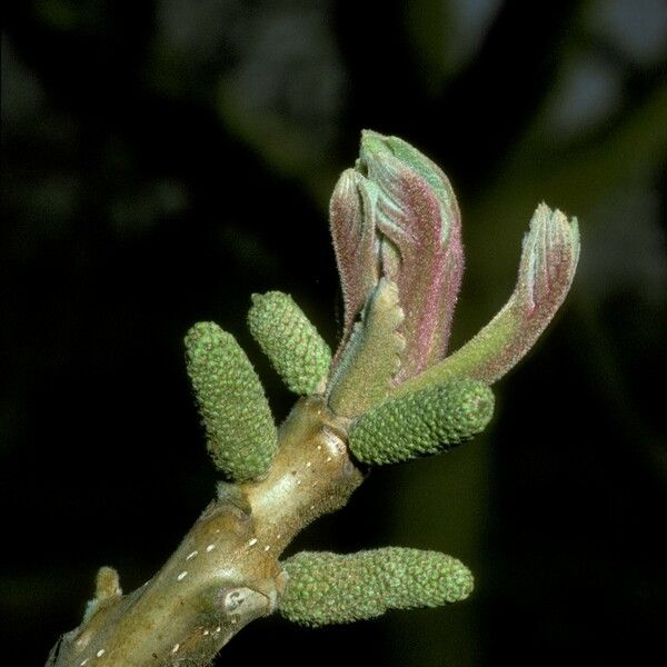 Juglans mandshurica Žiedas