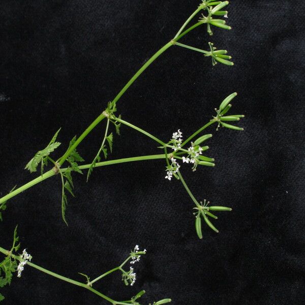 Chaerophyllum villosum Habit