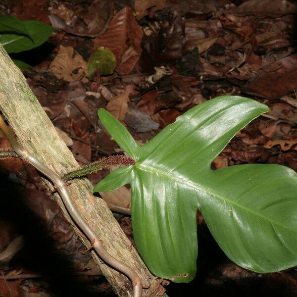 Philodendron squamiferum Ліст