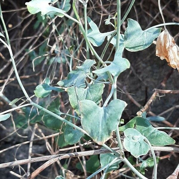 Rumex scutatus Blad