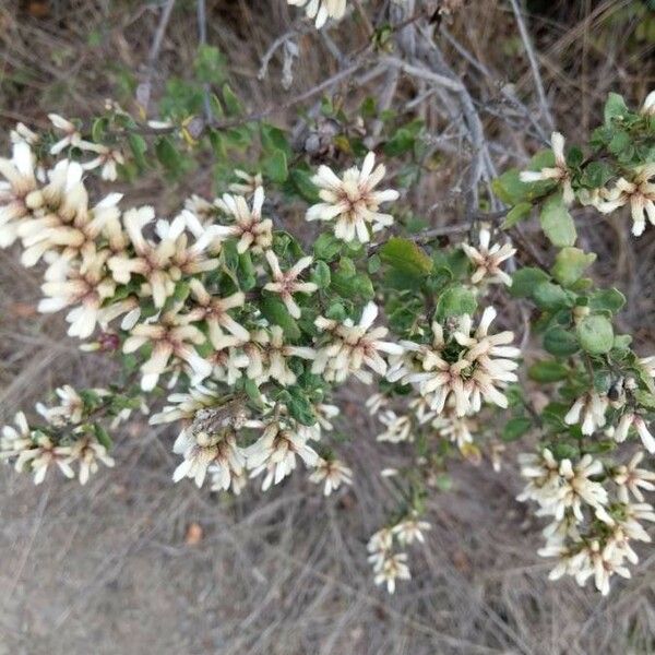 Baccharis pilularis Květ