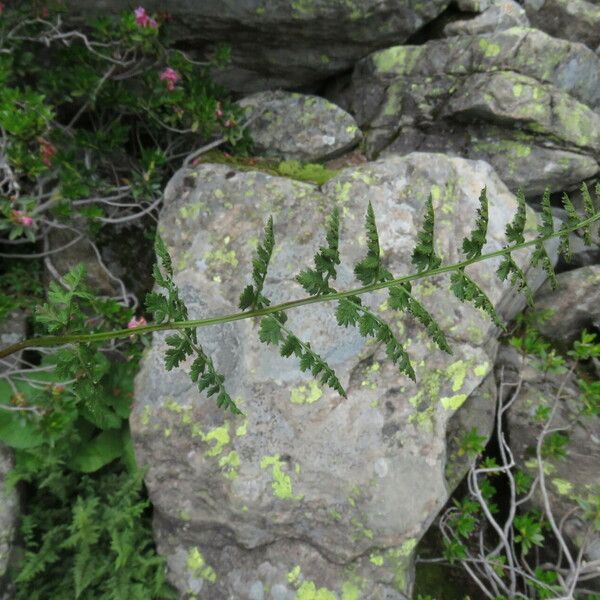 Cystopteris alpina Листок