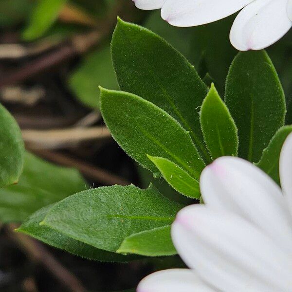 Dimorphotheca pluvialis Leaf