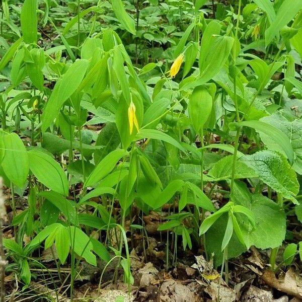 Uvularia grandiflora Habitus