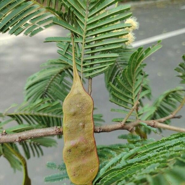 Anadenanthera colubrina फल