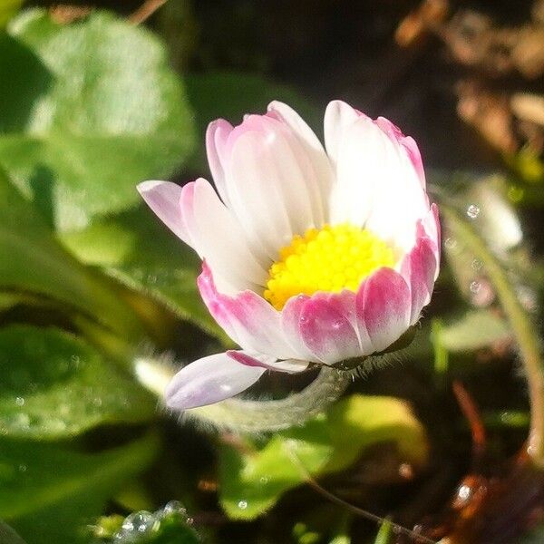 Bellis perennis 花