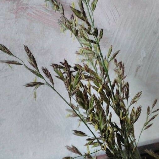 Festuca arundinacea Flower