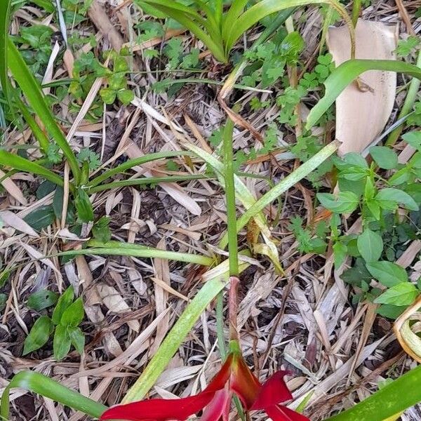 Sprekelia formosissima Celota