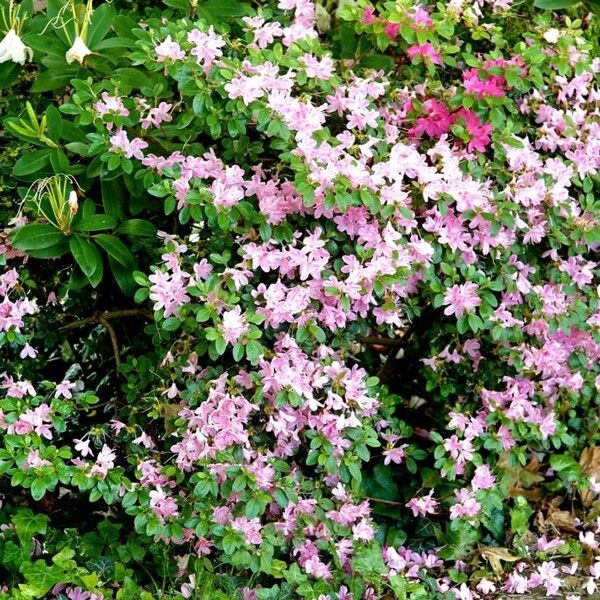 Rhododendron kiusianum Staniste