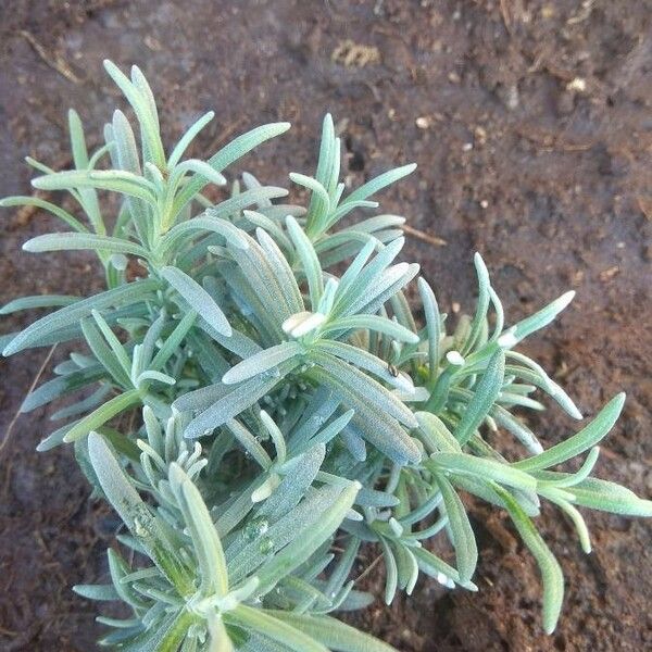 Lavandula angustifolia Листок