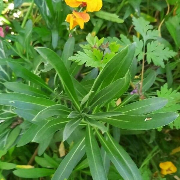 Erysimum × cheiri 葉