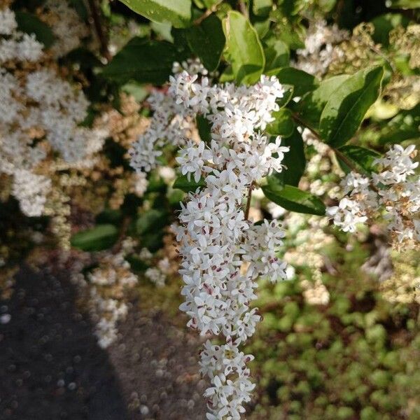 Ligustrum sinense 花