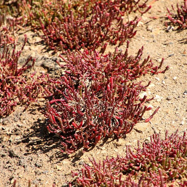 Salicornia europaea Flower