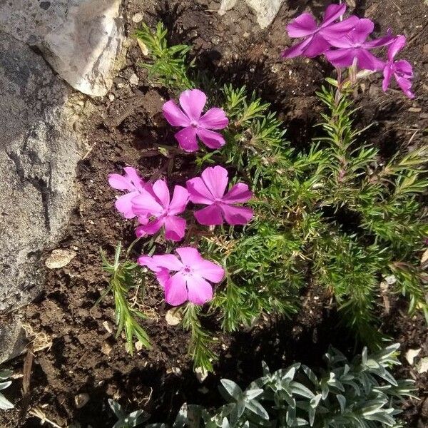 Phlox subulata 花