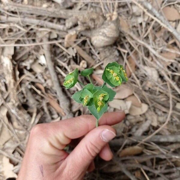 Euphorbia serrata ফুল