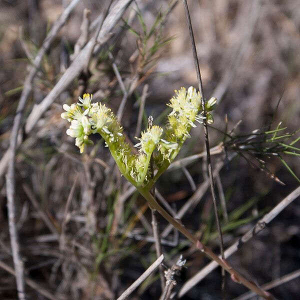 Petrosedum sediforme Flor