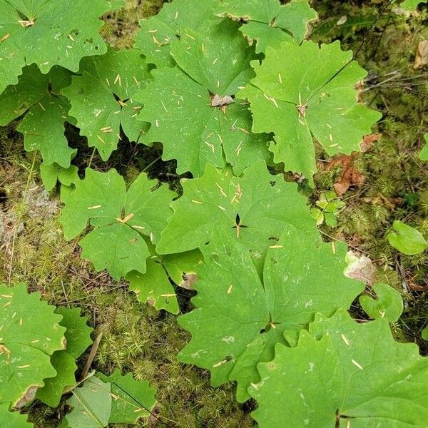 Achlys triphylla Листок