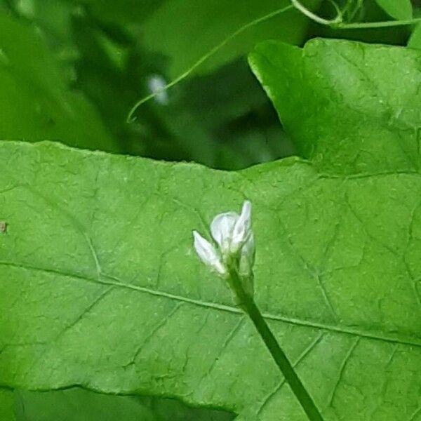 Vicia hirsuta Flor