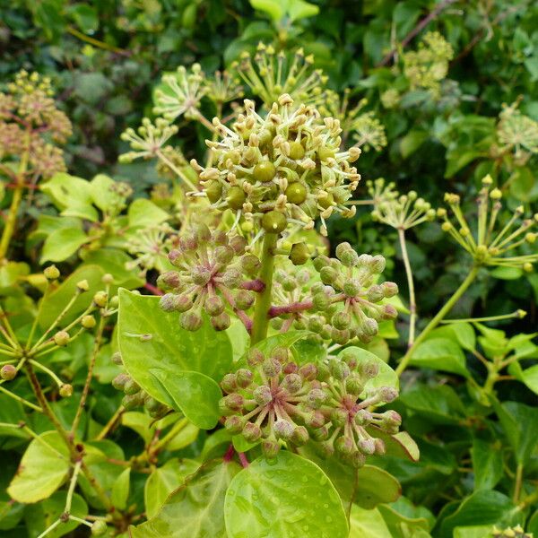 Hedera azorica Blomst