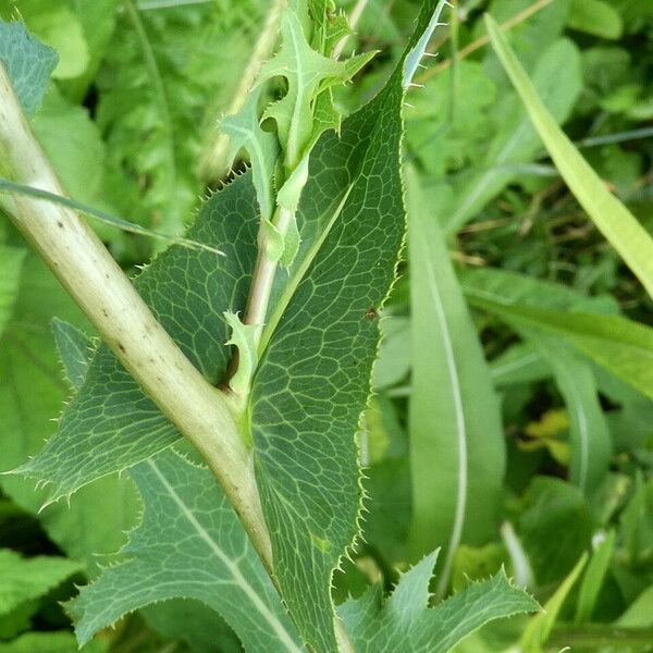 Lactuca serriola Кора