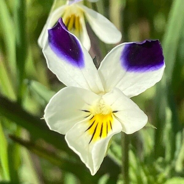 Viola arvensis Цветок