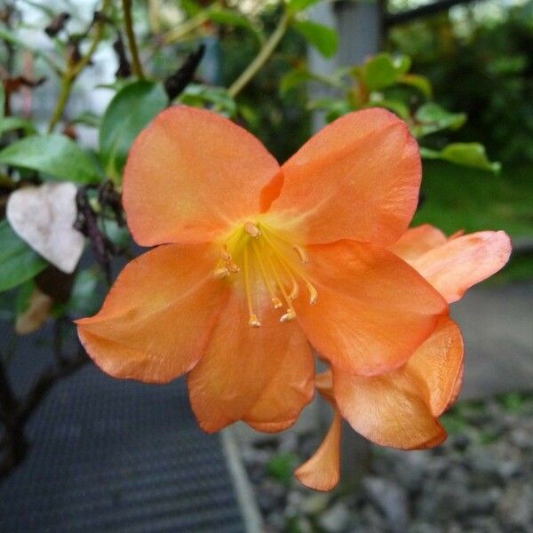 Rhododendron acrophilum Květ