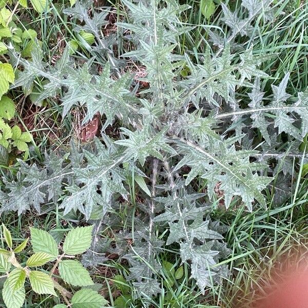 Cirsium vulgare Hoja