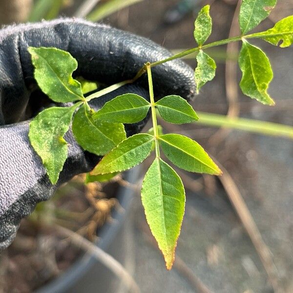 Zanthoxylum bungeanum Leaf