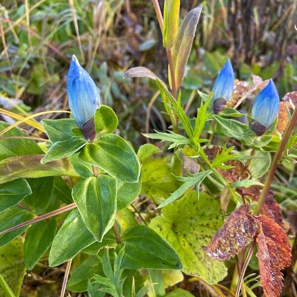 Gentiana glauca 花