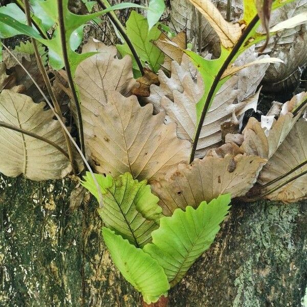 Drynaria quercifolia Leaf
