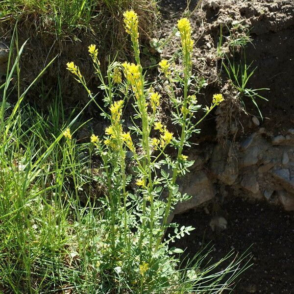 Barbarea intermedia Habit