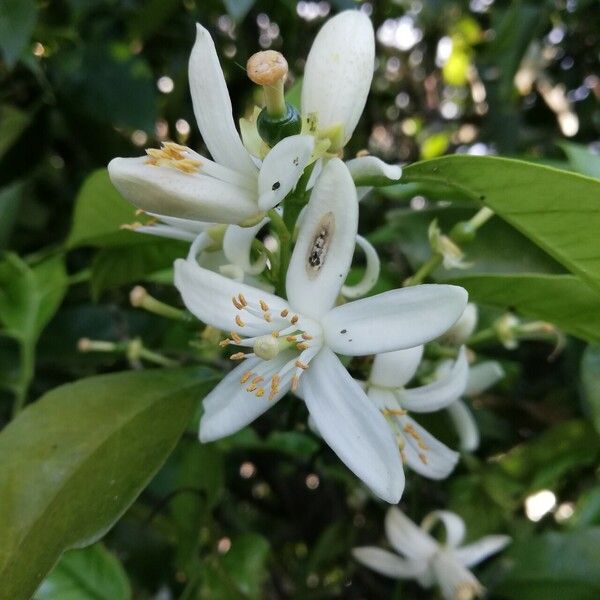 Citrus × aurantium Kwiat