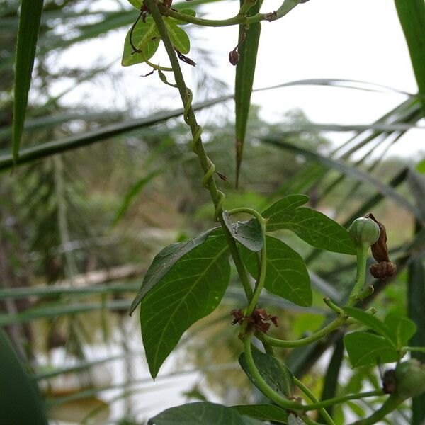 Ipomoea cairica Кора