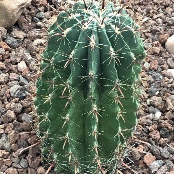 Ferocactus herrerae Hostoa