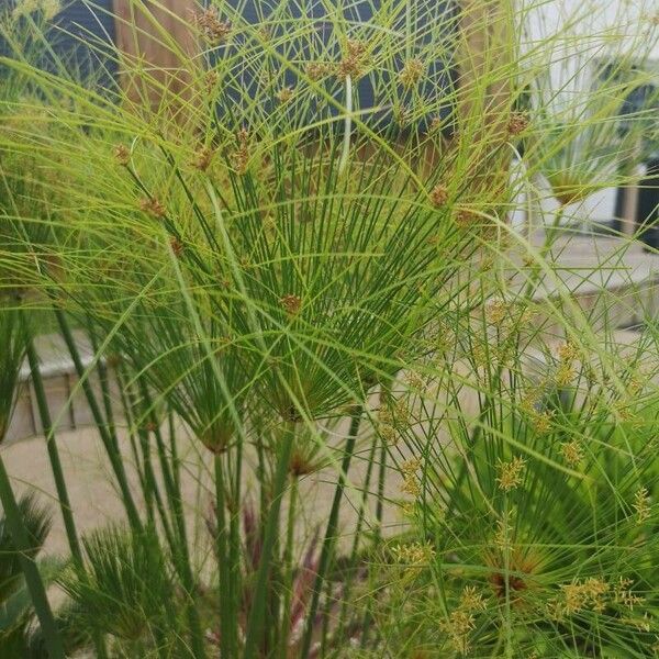 Cyperus papyrus Yaprak