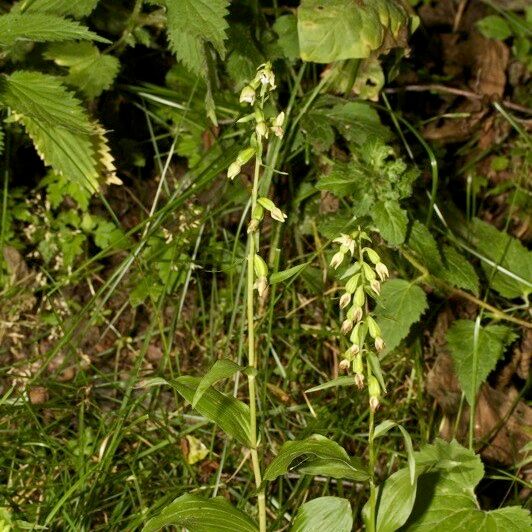 Epipactis phyllanthes आदत