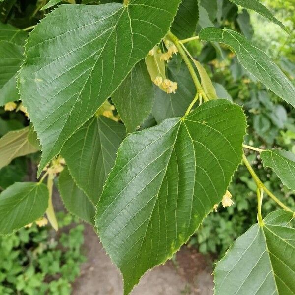 Tilia americana Flor