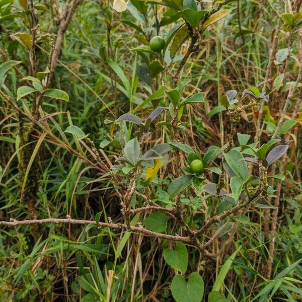 Brunfelsia lactea Yaprak