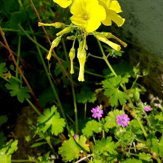 Oxalis pes-caprae Elinympäristö