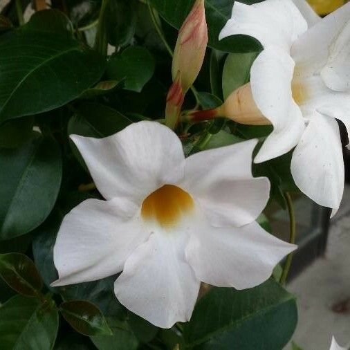 Mandevilla laxa Floare