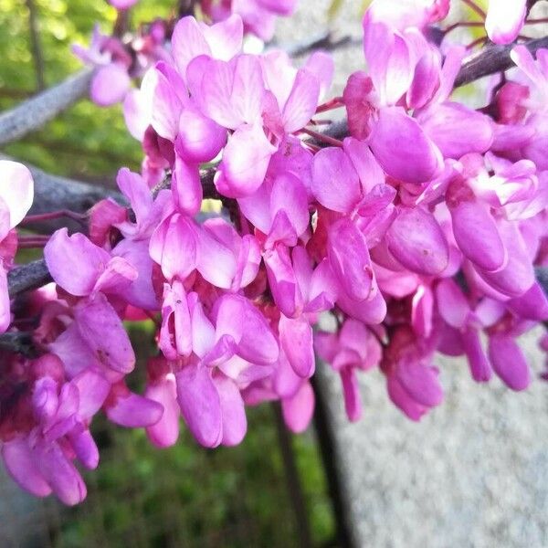 Cercis siliquastrum Blodyn