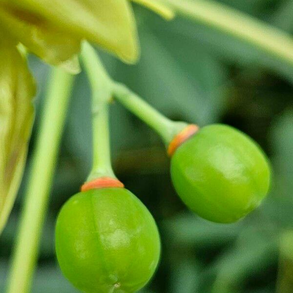 Manihot grahamii Fruchs