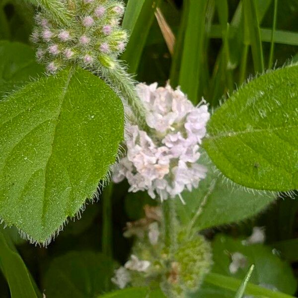 Mentha arvensis 花