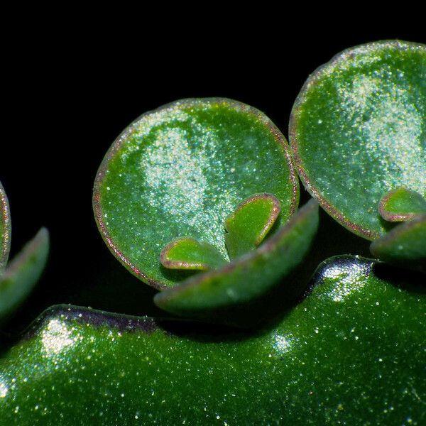 Kalanchoe daigremontiana Leaf