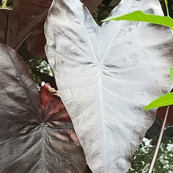 Colocasia esculenta Yaprak