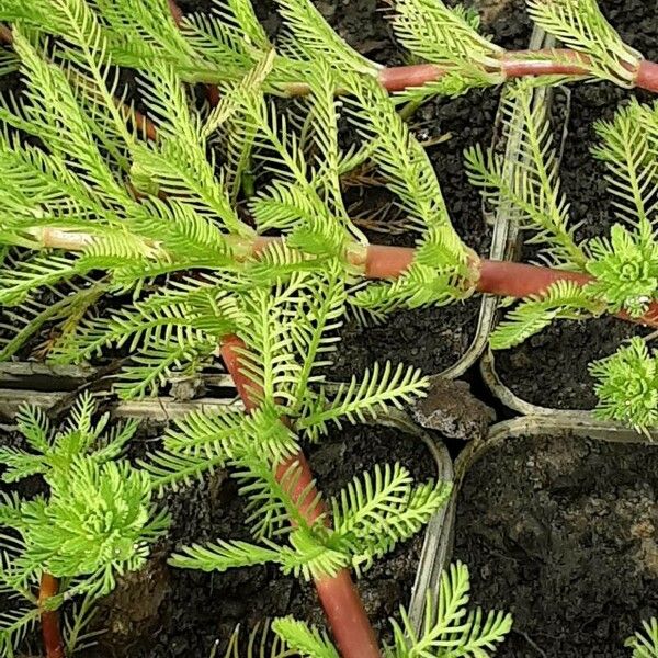 Myriophyllum aquaticum Bark