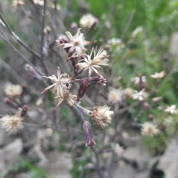 Senecio viscosus Flower