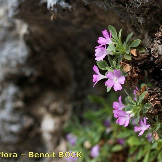 Primula allionii Άλλα