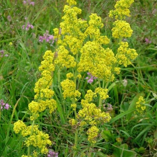 Galium verum 花