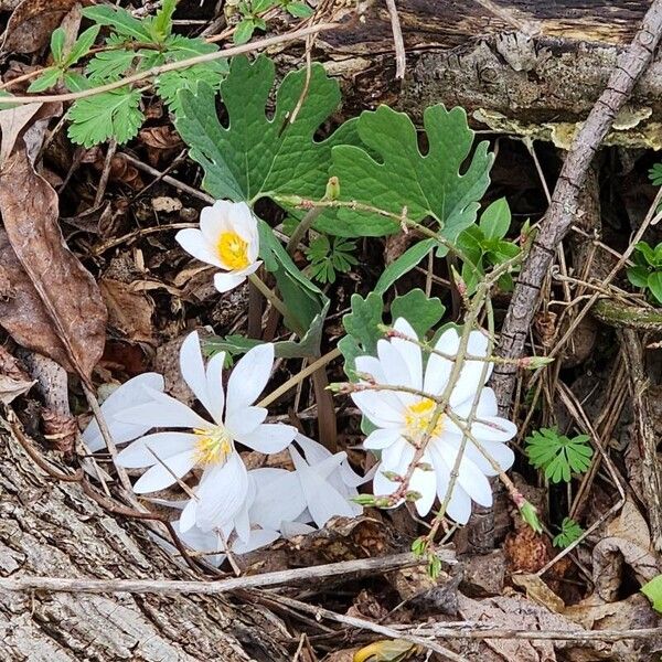 Sanguinaria canadensis Kwiat